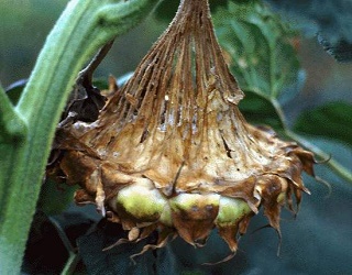 Фомопсис найбільше шкодить соняшнику в період цвітіння